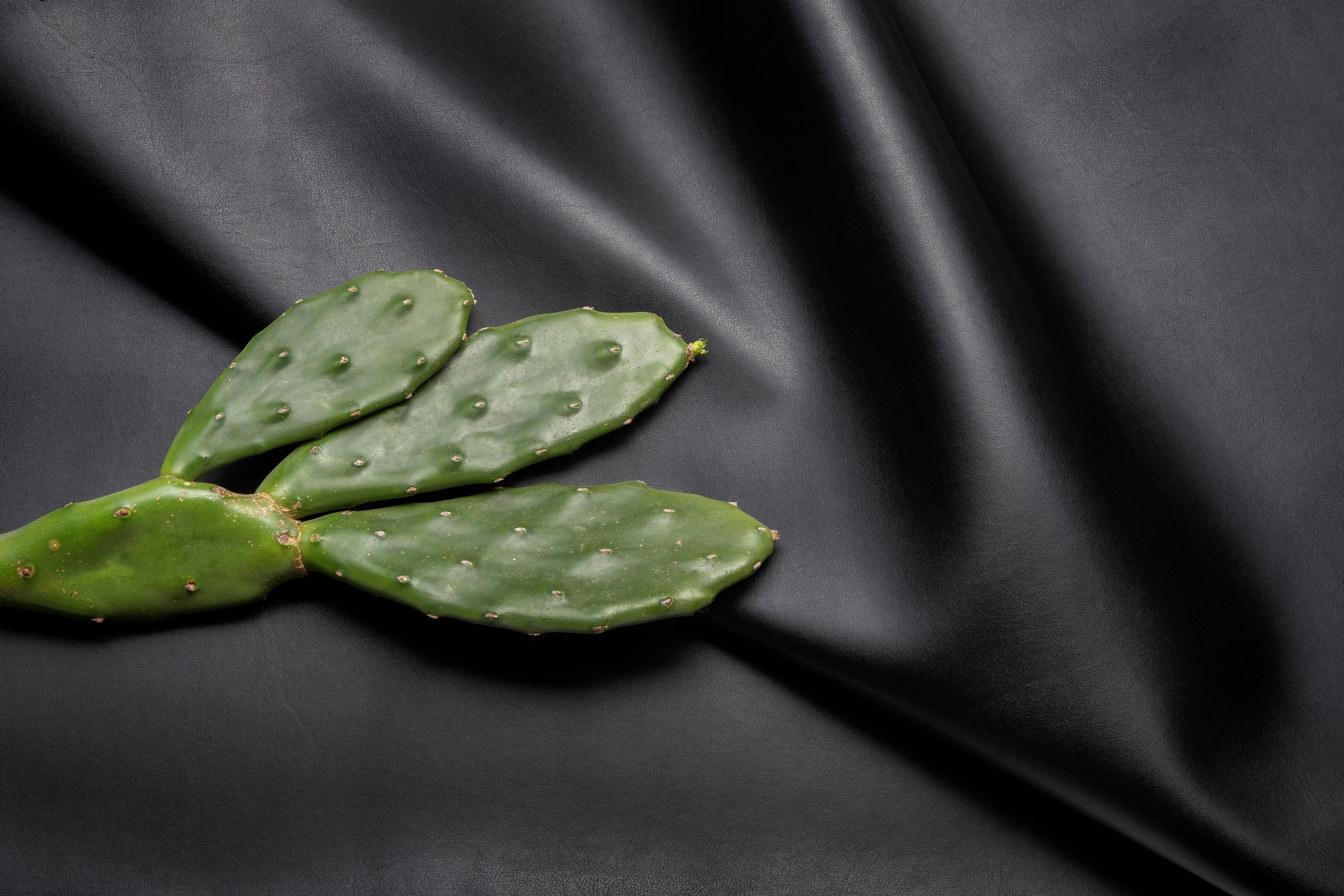 Desserto, an exceptional cactus leather | MAES Paris